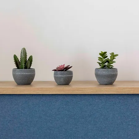 The Bee نِكيانا